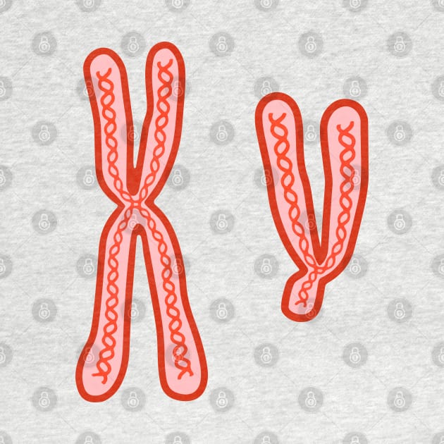 X and Y Chromosomes by labstud